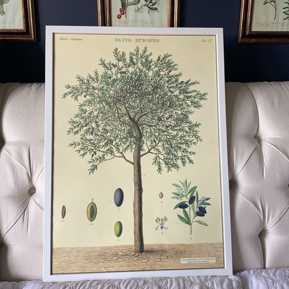 Other - Vintage Style Reproduction Olive Tree Print